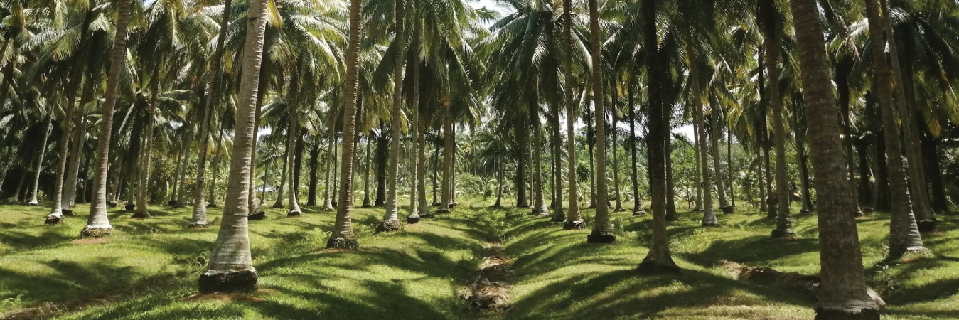 Ceyloni Family Business